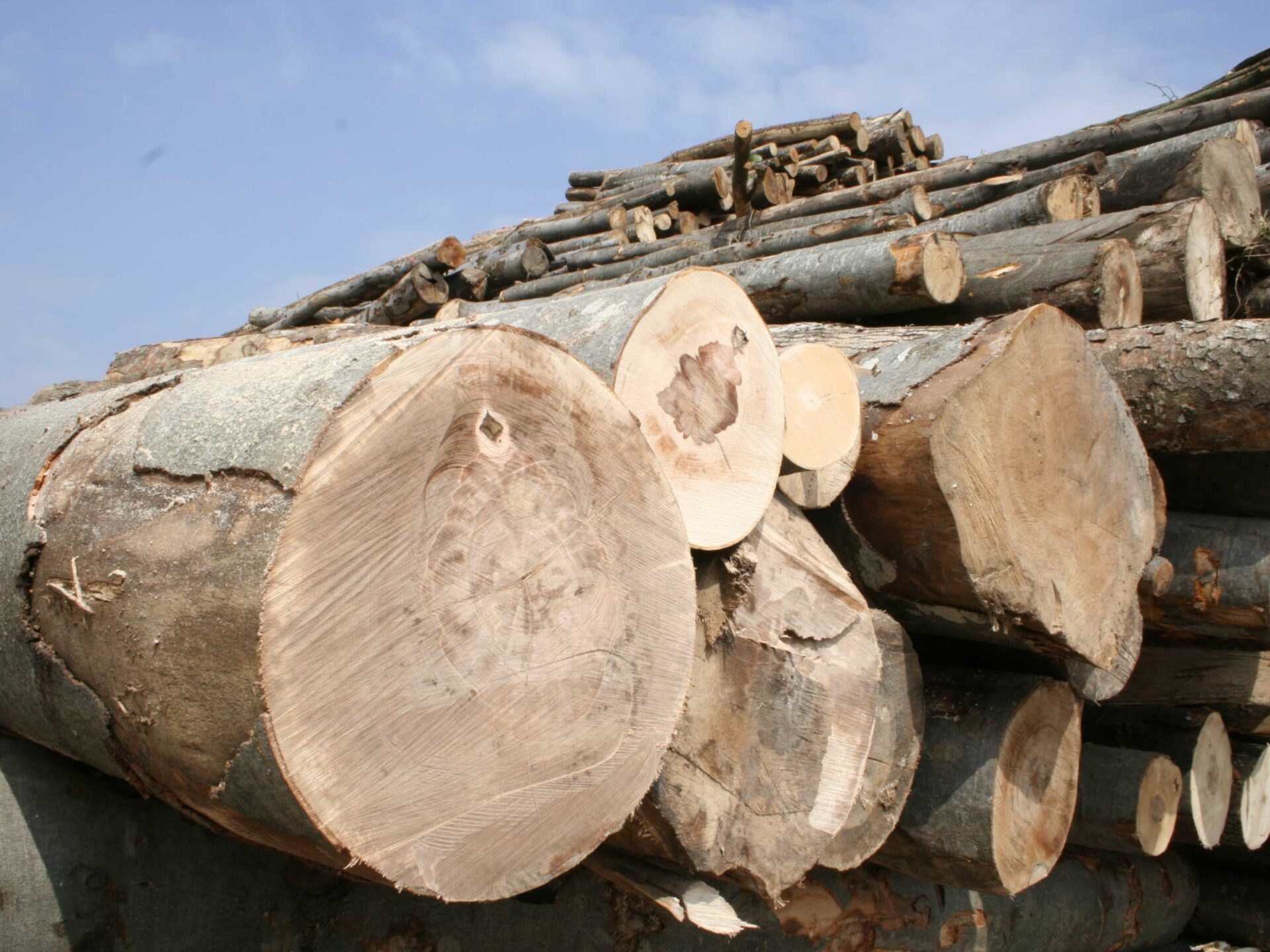 Renewable raw material wood