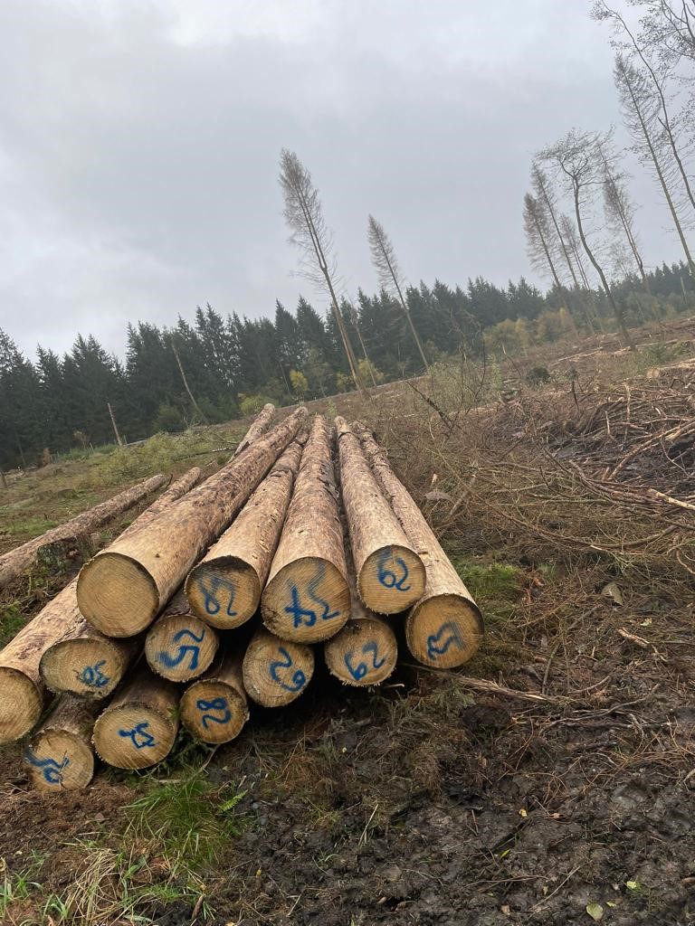 Tree harvest